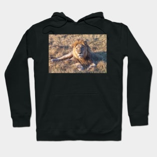Lion laying down in the morning sun Hoodie